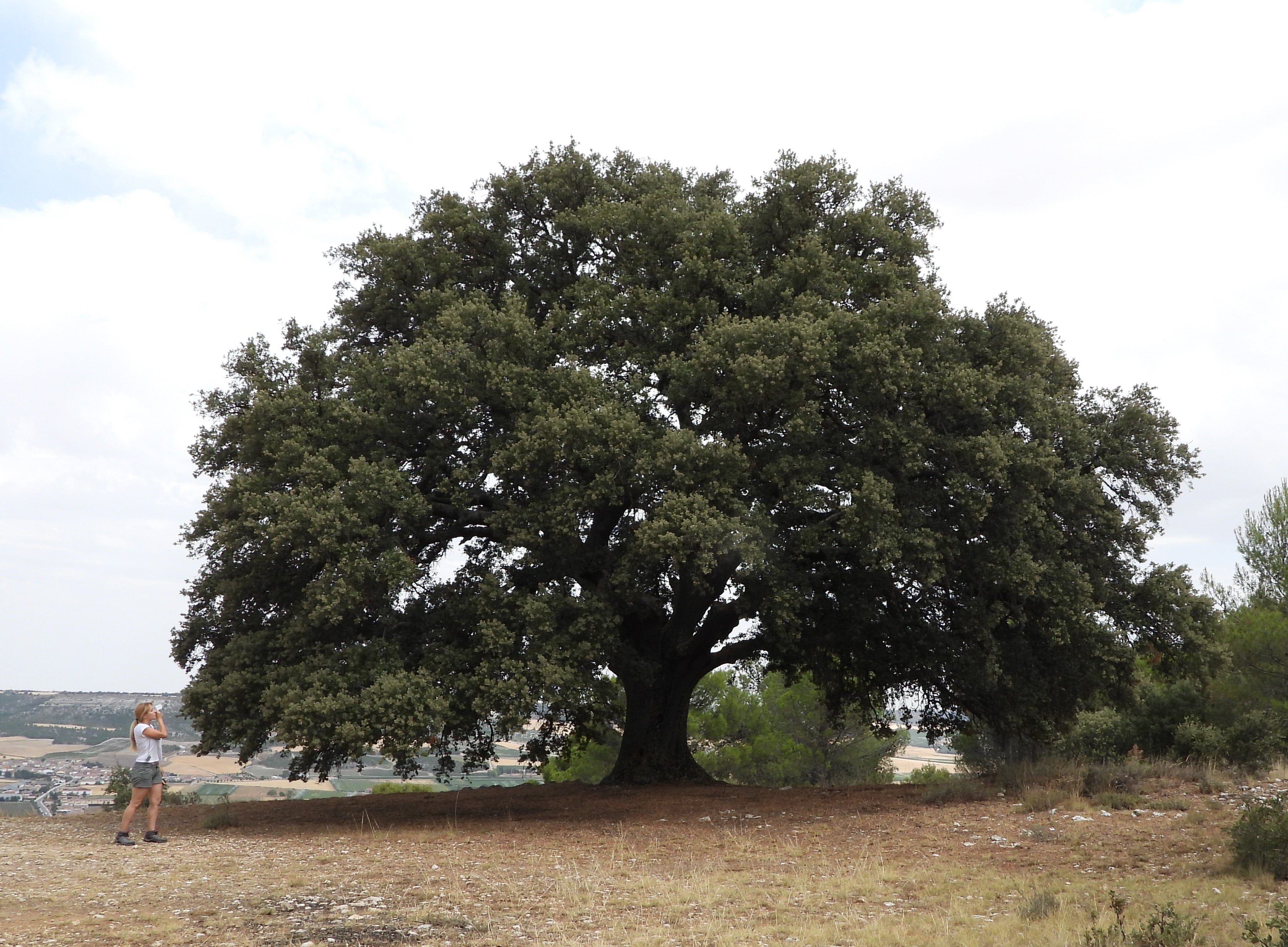 Encina de las Tres Matas